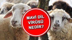 mavi-lisan-virusu-nedir-belirtileri-nelerdir-mavi-lisan-hastaligi-besere-bulasir-mi-nasil-bulasir-QmDb1HjB.jpg