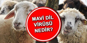mavi-lisan-virusu-nedir-belirtileri-nelerdir-mavi-lisan-hastaligi-besere-bulasir-mi-nasil-bulasir-QmDb1HjB.jpg