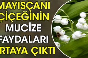 mayiscani-ciceginin-mucize-yararlari-ortaya-cikti-aiTh7LIp.jpg