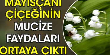 mayiscani-ciceginin-mucize-yararlari-ortaya-cikti-aiTh7LIp.jpg