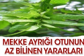 mekke-ayrigi-otunun-sasirtan-yararlari-1tAIQL2u.jpg