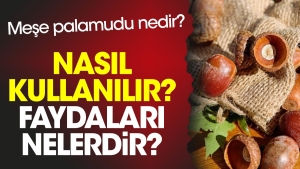 mese-palamudu-nedir-nasil-kullanilir-yararlari-nelerdir-xdV6CkUG.jpg