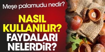 mese-palamudu-nedir-nasil-kullanilir-yararlari-nelerdir-xdV6CkUG.jpg