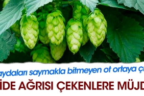 mide-agrisi-cekenlere-mujde-yararlari-saymakla-bitmeyen-ot-ortaya-cikti-9Rw5xcbC.jpg