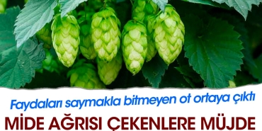 mide-agrisi-cekenlere-mujde-yararlari-saymakla-bitmeyen-ot-ortaya-cikti-9Rw5xcbC.jpg