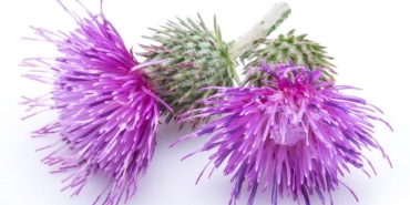 milk-thistlein-deve-dikeni-yararlari-siSqkMf4.jpg
