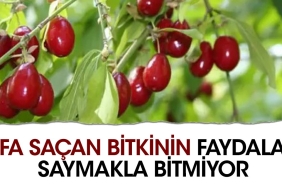 mucize-bitki-seker-hastaligina-yeterli-geliyor-sifa-sacan-bitkinin-yararlari-saymakla-bitmiyor-w1ArfLe1.jpg
