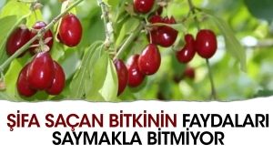 mucize-bitki-seker-hastaligina-yeterli-geliyor-sifa-sacan-bitkinin-yararlari-saymakla-bitmiyor-w1ArfLe1.jpg