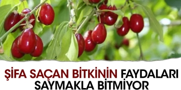mucize-bitki-seker-hastaligina-yeterli-geliyor-sifa-sacan-bitkinin-yararlari-saymakla-bitmiyor-w1ArfLe1.jpg