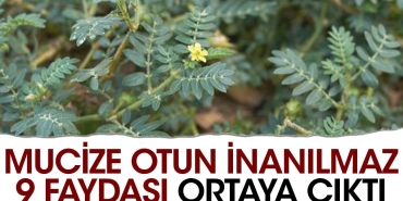 mucize-otun-inanilmaz-9-yarari-ortaya-cikti-9LzlYRmS.jpg