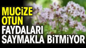 mucize-otun-yararlari-saymakla-bitmiyor-Ra99lC4i.jpg