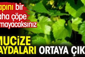 mucize-yararlari-ortaya-cikti-sapini-bir-daha-cope-atmayacaksiniz-2LxpJE2W.jpg