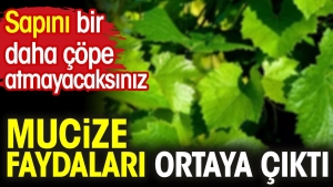 mucize-yararlari-ortaya-cikti-sapini-bir-daha-cope-atmayacaksiniz-2LxpJE2W.jpg