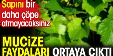 mucize-yararlari-ortaya-cikti-sapini-bir-daha-cope-atmayacaksiniz-2LxpJE2W.jpg