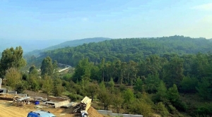 muglada-yuz-binlerce-agac-kesilebilir-QNtwTqHm.jpg