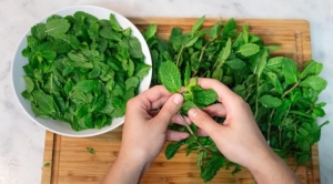 nanenin-yararlari-nanenin-icinde-hangi-vitaminler-var-PIivPKj3.jpg
