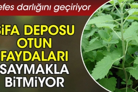 nefes-darligini-geciriyor-sifa-deposu-otun-yararlari-saymakla-bitmiyor-QLb5GZ6r.jpg