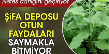 nefes-darligini-geciriyor-sifa-deposu-otun-yararlari-saymakla-bitmiyor-QLb5GZ6r.jpg