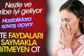nezle-ve-gribe-duzgun-geliyor-hastaliklara-savas-aciyor-iste-yararlari-saymakla-bitmeyen-ot-kfgvlpmz.jpg