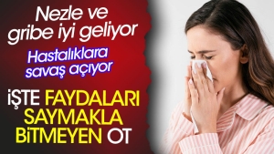 nezle-ve-gribe-duzgun-geliyor-hastaliklara-savas-aciyor-iste-yararlari-saymakla-bitmeyen-ot-kfgvlpmz.jpg