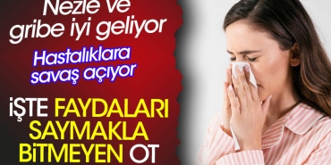 nezle-ve-gribe-duzgun-geliyor-hastaliklara-savas-aciyor-iste-yararlari-saymakla-bitmeyen-ot-kfgvlpmz.jpg