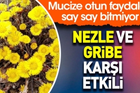 nezle-ve-gribe-karsi-tesirli-mucize-otun-yararlari-say-say-bitmiyor-hDNWLztv.jpg