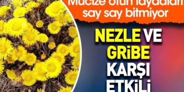 nezle-ve-gribe-karsi-tesirli-mucize-otun-yararlari-say-say-bitmiyor-hDNWLztv.jpg