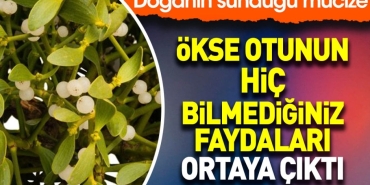 okse-otunun-hic-bilmediginiz-yararlari-ortaya-cikti-tabiatin-sundugu-mucize-fUH9vDe7.jpg