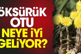 oksuruk-otu-neye-yeterli-geliyor-qwJtu7u8.jpg