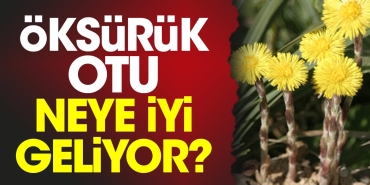 oksuruk-otu-neye-yeterli-geliyor-qwJtu7u8.jpg