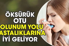 oksuruk-otu-teneffus-yolu-hastaliklarina-uygun-geliyor-RsdigRC3.jpg