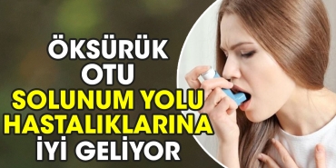 oksuruk-otu-teneffus-yolu-hastaliklarina-uygun-geliyor-RsdigRC3.jpg