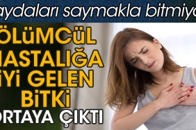olumcul-hastaliga-yeterli-gelen-bitki-ortaya-cikti-yararlari-saymakla-bitmiyor-AMtNY85r.jpg