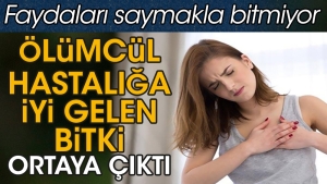 olumcul-hastaliga-yeterli-gelen-bitki-ortaya-cikti-yararlari-saymakla-bitmiyor-AMtNY85r.jpg
