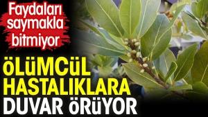 olumcul-hastaliklara-duvar-oruyor-yararlari-saymakla-bitmiyor-nEdVptlr.jpg