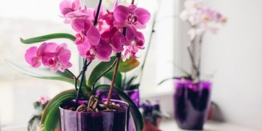 orkide-bakimi-nasil-yapilir-orkide-saksisi-nasil-olmali-gWYHbOjW.jpg