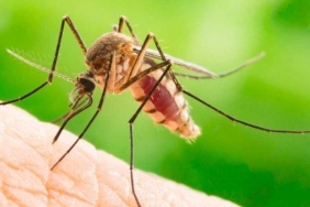 oropouche-virusu-nedir-oropouche-virusu-belirtileri-neler-oropouche-virusunun-tedavisi-var-mi-GqLG16uB.jpg