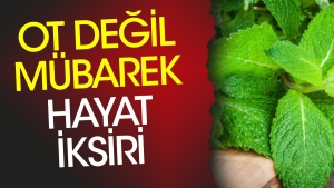 ot-degil-mubarek-hayat-iksiri-yarari-olmadigi-hastalik-yok-sifa-sacan-ot-ortaya-cikti-innHJc2I.jpg