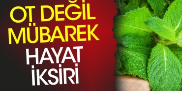 ot-degil-mubarek-hayat-iksiri-yarari-olmadigi-hastalik-yok-sifa-sacan-ot-ortaya-cikti-innHJc2I.jpg