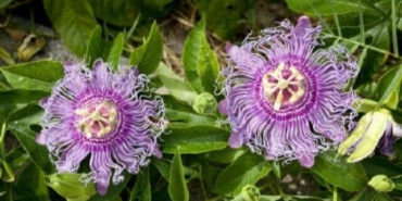 passiflora-carkifelek-bitkisi-nedir-yararlari-nelerdir-passiflora-ne-ise-fayda-Wc4taQ5S.jpg