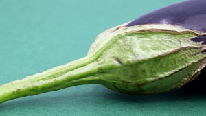 patlican-sapi-kuru-nasil-yapilir-patlican-sapinin-yararlari-neler-NHruz5HT.jpg