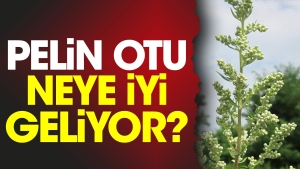 pelin-otu-neye-guzel-geliyor-U2spn46D.jpg