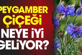 peygamber-cicegi-neye-yeterli-geliyor-Rk2tlbV3.jpg