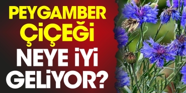 peygamber-cicegi-neye-yeterli-geliyor-Rk2tlbV3.jpg