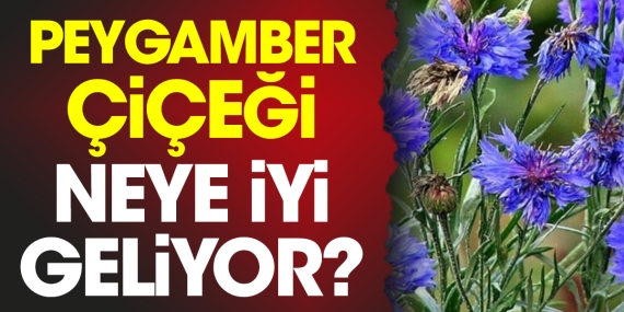 peygamber-cicegi-neye-yeterli-geliyor-Rk2tlbV3.jpg