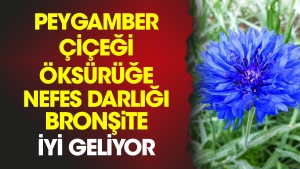 peygamber-cicegi-oksuruge-nefes-darligi-bronsite-l-geliyor-Zx24wC5n.jpg