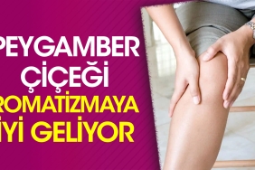 peygamber-cicegi-romatizmaya-guzel-geliyor-IBS4kPiX.jpg