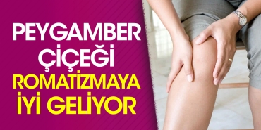 peygamber-cicegi-romatizmaya-guzel-geliyor-IBS4kPiX.jpg