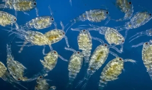 plankton-nedir-plankton-neden-olur-X178rDqI.jpg