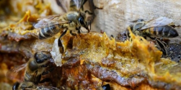propolisin-bagisiklik-sistemine-tesiri-nedir-HCGDKjBw.jpg